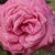 Rose - Rosiers hybrides de thé - Chartreuse de Parme